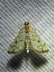 Hileithia rehamalis