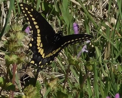 Papilio polyxenes