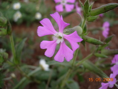 Silene conoidea