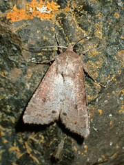 Apamea alia