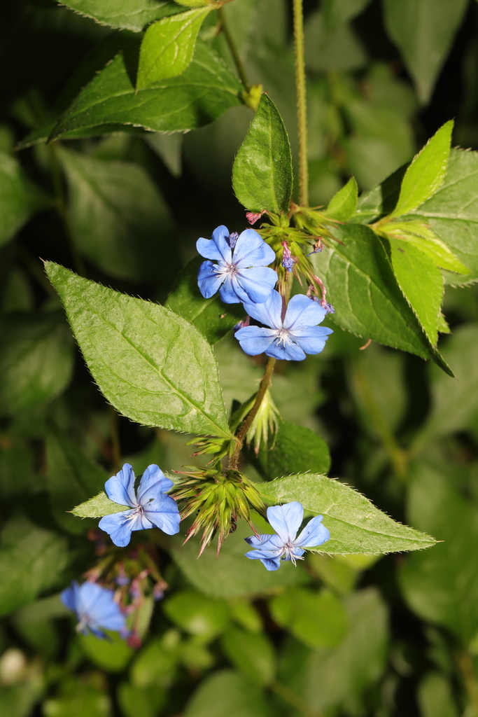 Ceratostigma plumbaginoides, Reynolds Park, Church Road, Woolton, Liverpool. Merseyside, UK