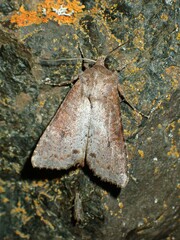 Apamea alia