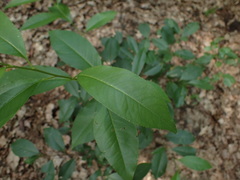 Prunus serotina