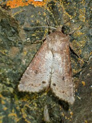 Apamea alia