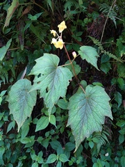 Begonia flaviflora