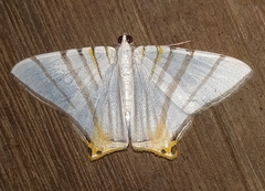 Phrygionis platinata