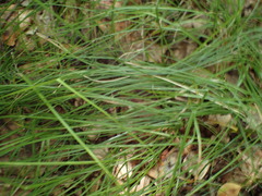 Carex brizoides