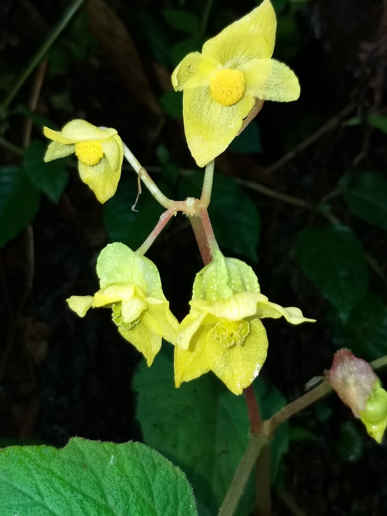 Begonia flaviflora