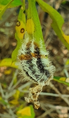 Megalopyge defoliata