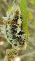 Megalopyge defoliata