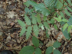 Sorbus aucuparia