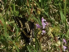 Papilio polyxenes