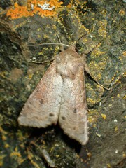Apamea alia