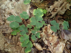 Oxalis acetosella