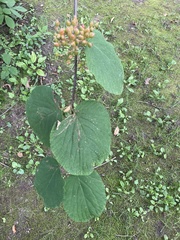 Viburnum lantanoides