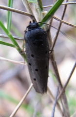 Ethmia aurifluella