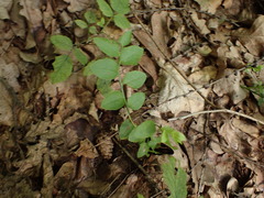Vaccinium myrtillus