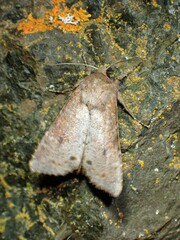 Apamea alia