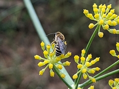 Colletes