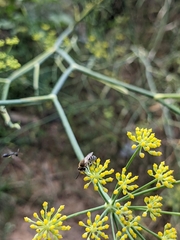 Colletes
