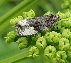 Apotomis sororculana