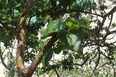 Jatropha chamelensis