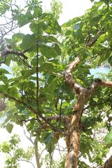 Jatropha chamelensis