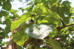 Jatropha chamelensis