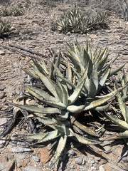 Agave cerulata
