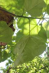 Jatropha chamelensis