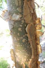 Jatropha chamelensis