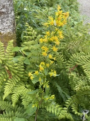 Solidago macrophylla