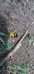 Eutrepsia haemataria