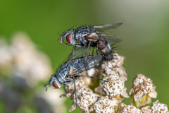 Demoticus plebejus