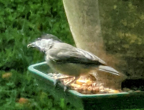 Paridae image