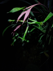 Billbergia distachia