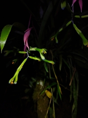 Billbergia distachia