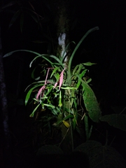 Billbergia distachia