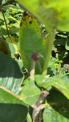 Tetraopes tetrophthalmus