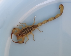 Centruroides elegans