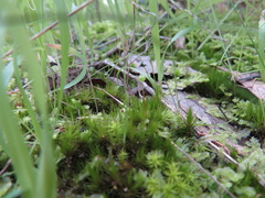 Bartramia nothostricta