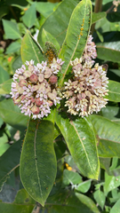 Asclepias syriaca
