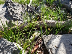 Zephyranthes proctorii