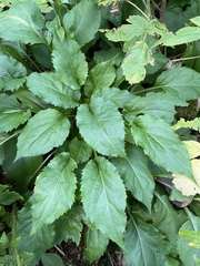 Solidago macrophylla