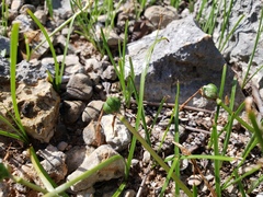 Zephyranthes proctorii