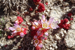 Sedum candolleanum