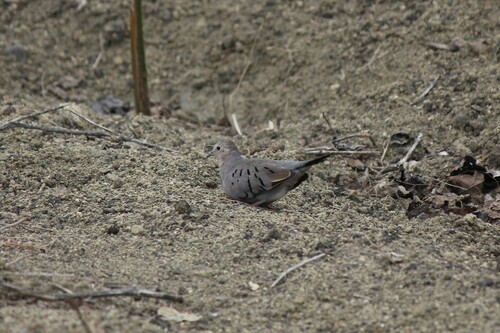 ecuadorian ground dove (Columbina buckleyi)