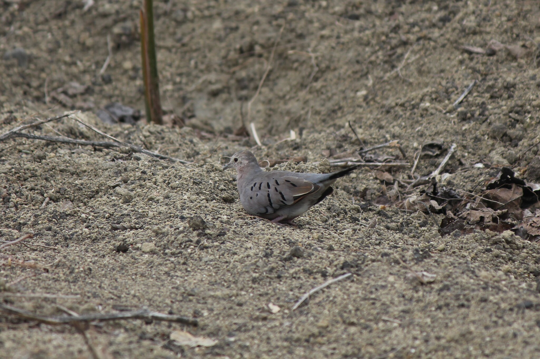 Ecuadorian Ground Dove illustration