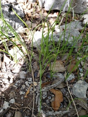 Zephyranthes proctorii