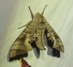 Marumba dyras